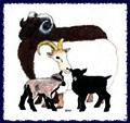 Icelandic Sheep Breeders of North America