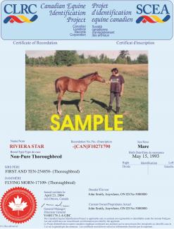 Sample Certificate